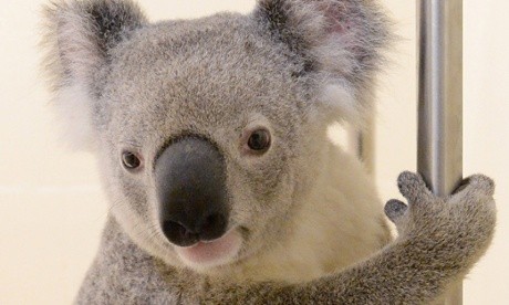 Timberwolf the koala Timberwolf the koala